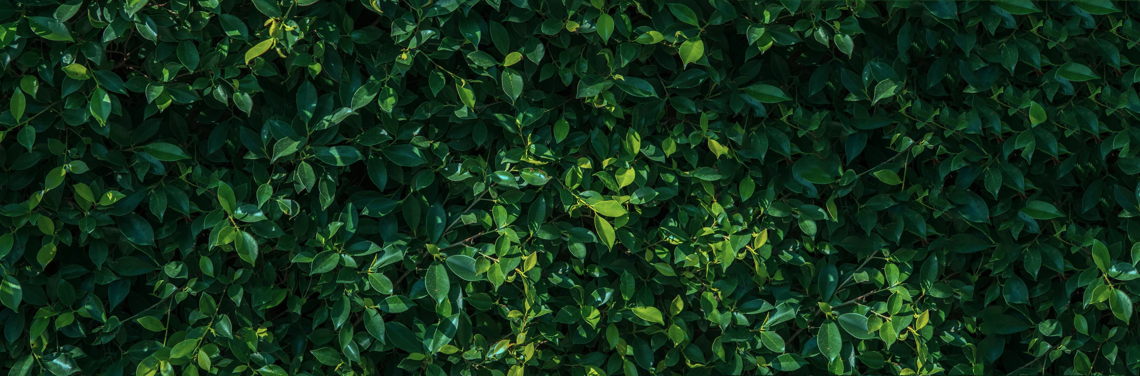Garden transformation background